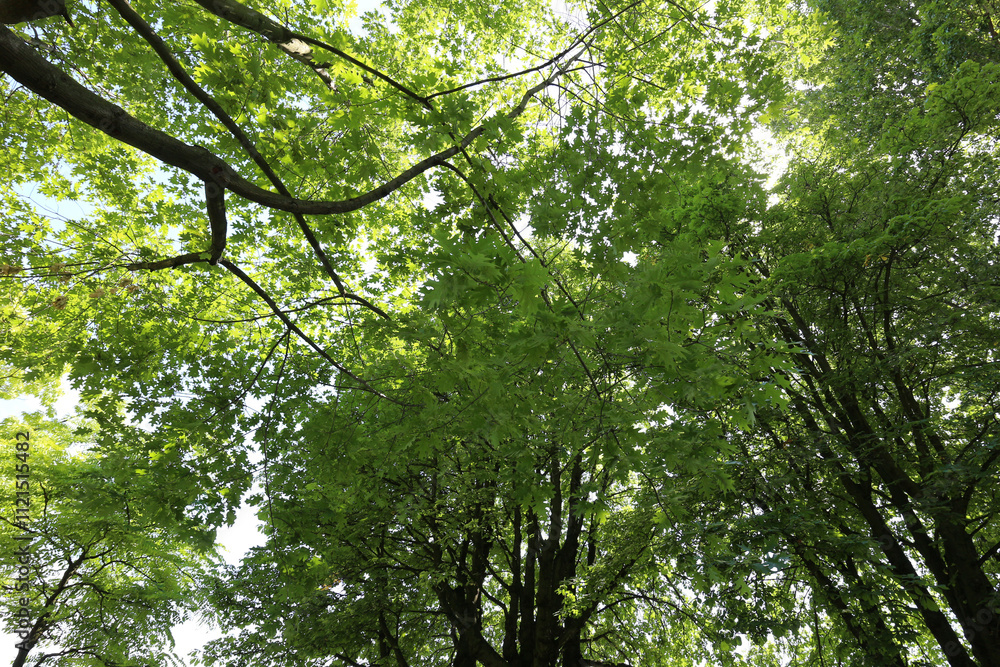 Fototapeta premium Tree foliage on the Main riverside - Frankfurt am Main - Hessen - Germany