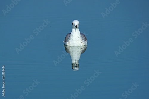 Seagull and its reflection in the water
