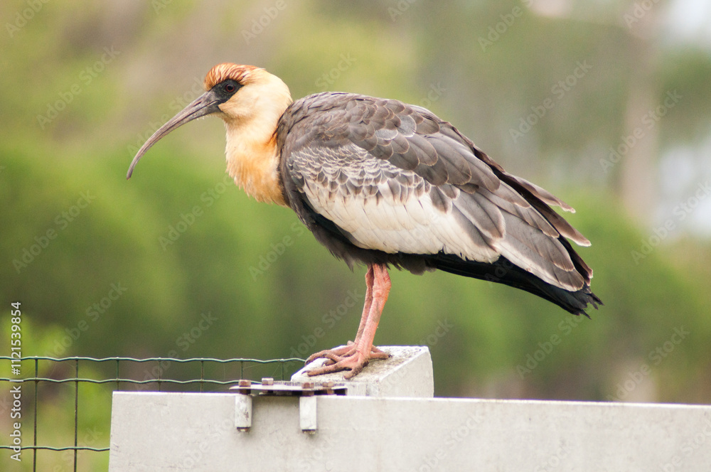Fototapeta premium Beautiful ibis guesthouse resting in the summer