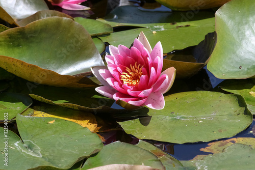 Rosafarbene Seerosen, Teoichrosen, Nymphaea photo