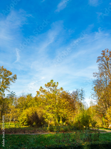 Vibrant autumn foliage against a clear blue sky. Golden leaves adorn trees in a serene park under a bright blue sky, capturing the essence of autumn beauty.