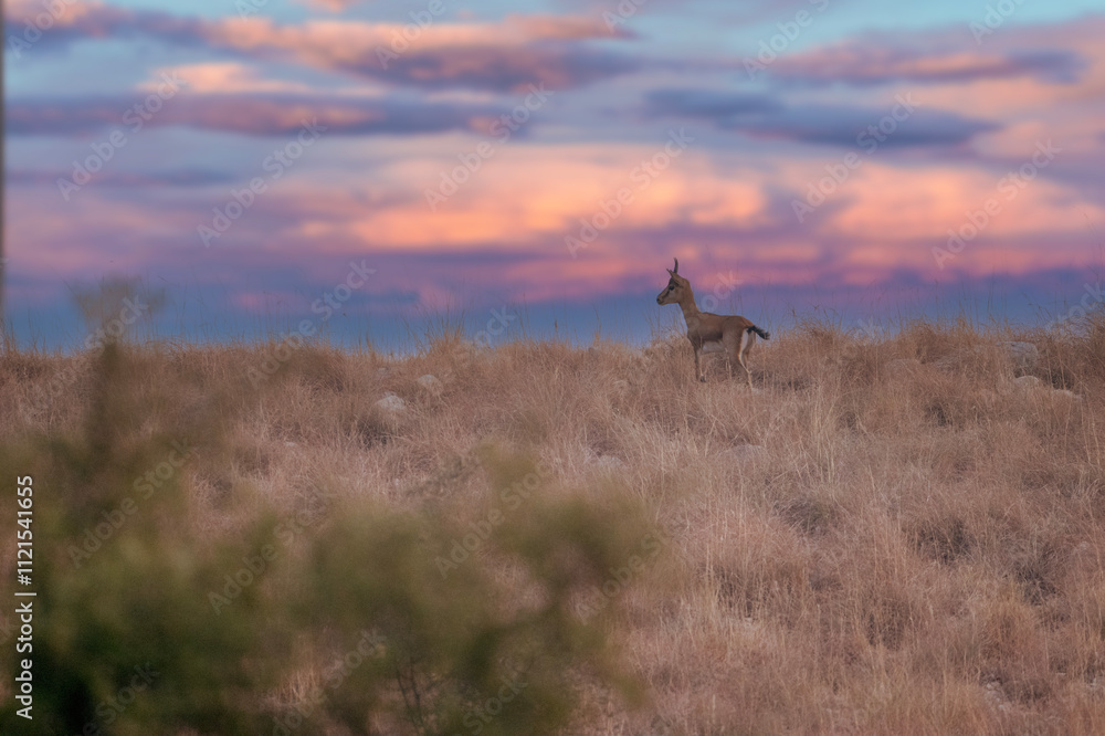 A single Indian gazelle stands on a hilltop at sunset.