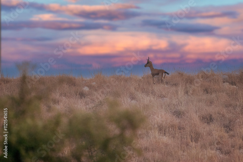 Obraz na płótnie A single Indian gazelle stands on a hilltop at sunset. w salonie
