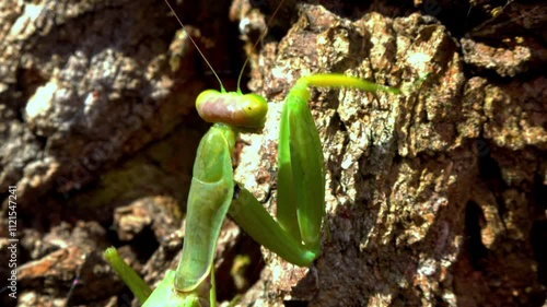 Hierodula transcaucasica - growing female tree mantis insect on the bark of an old oak tree in the garden, Ukraine photo