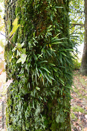 Nokishinobu (Polypodiaceae) grows on a large tree. Its scientific name is Lepisorus thunbergianus. photo