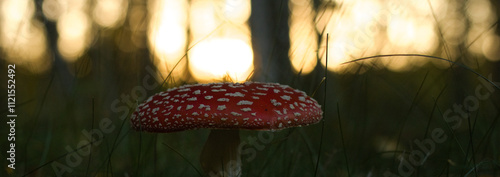 Konstfotografi Fly agaric, mushroom