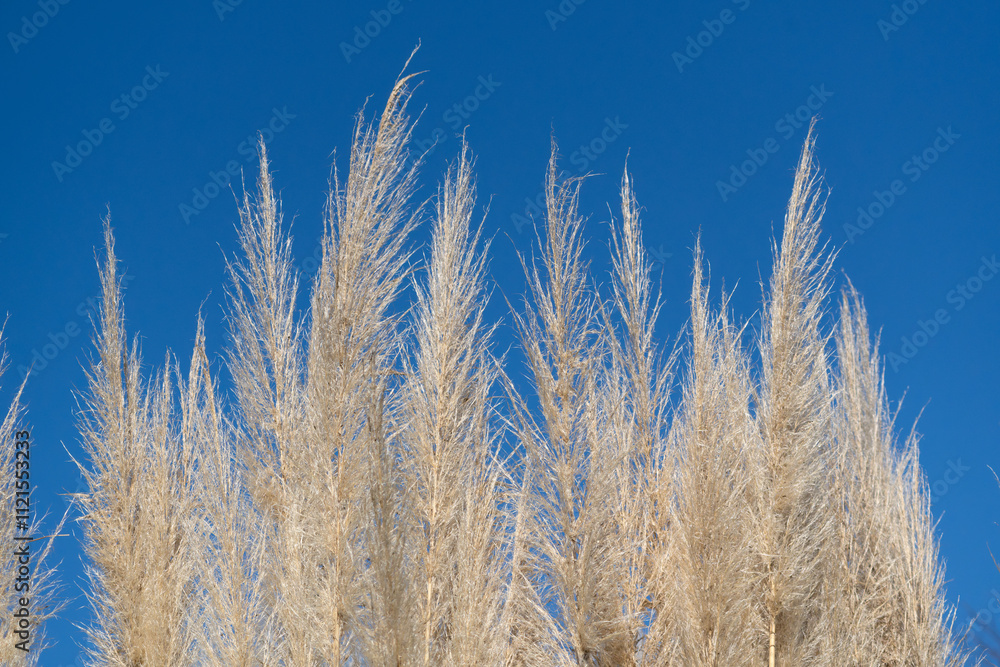 Obraz premium Ears of pampas grass shining in the blue sky