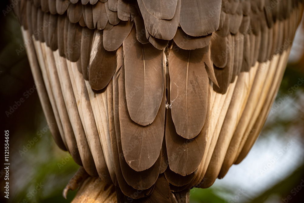 Close-up of a Bird's Feathered Back