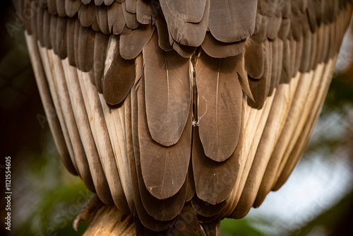 Obraz na płótnie Close-up of a Bird's Feathered Back w salonie