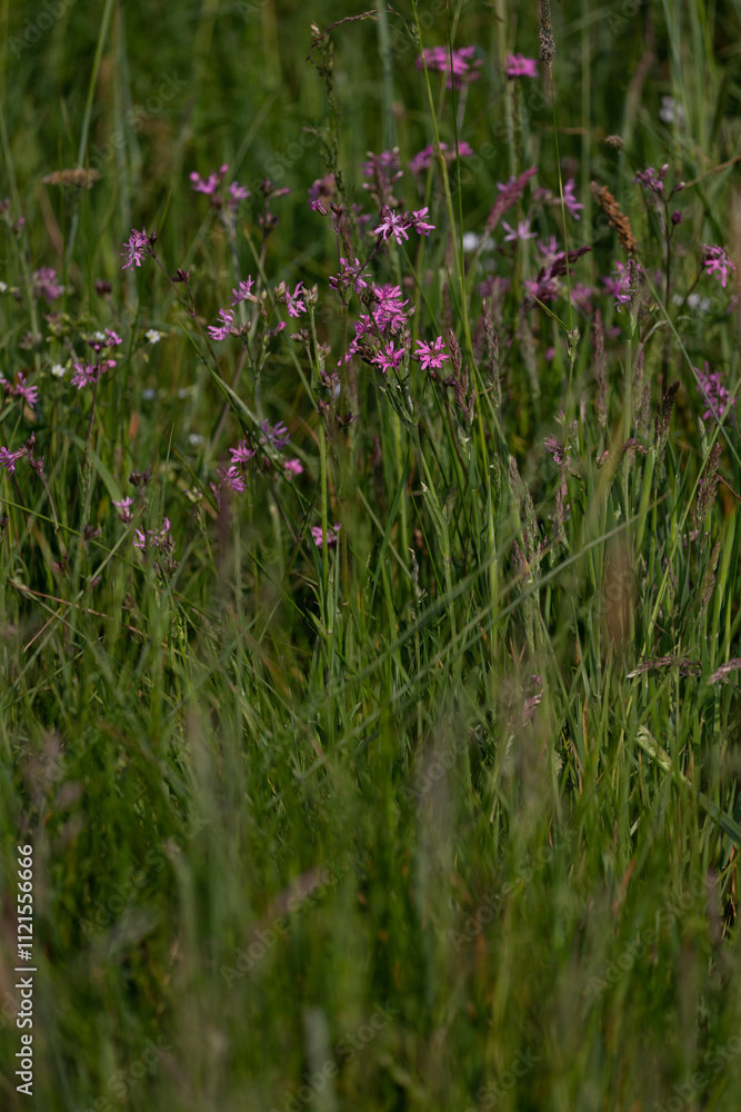Meadows and pastures in extensive use mainly with Ragged-robin (Silene flos-cuculi, synonyme Lychnis flos-cuculi) Meadows and pastures in extensive use mainly with Ragged-robin (Silene flos-cuculi, synonyme Lychnis flos-cuculi)