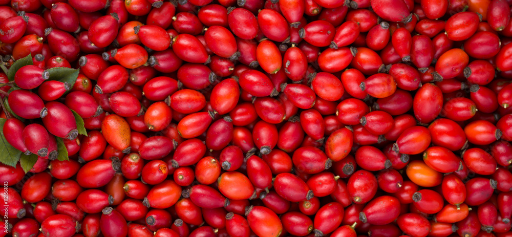 Close up panoramic view of rosehip berries. Rosa Canina berries. Dog rose plant. Red forest berries. Wild berries. Aramotherapeutic plants Close up panoramic view of rosehip berries. Rosa Canina berries. Dog rose plant. Red forest berries. Wild berries. Aramotherapeutic plants