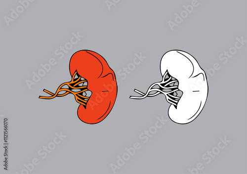 vector spleen, human organ illustration