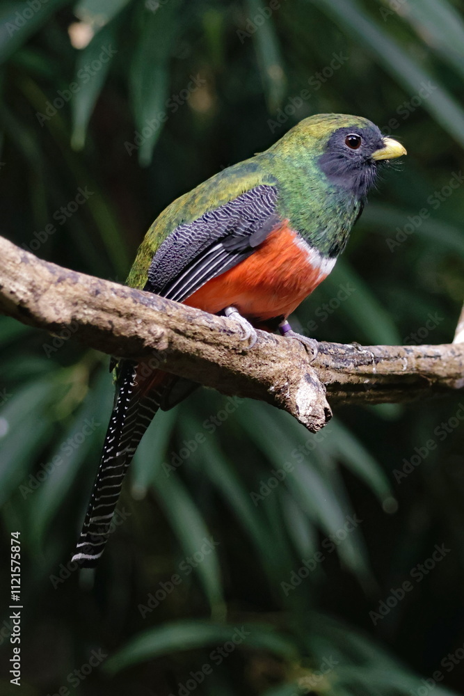 orange-bellied trogon