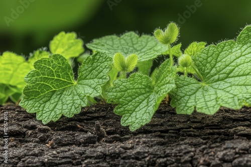 Close-up view of microbial activity on decaying organic matter highlighting essential roles in ecosystem nutrient dynamics. photo