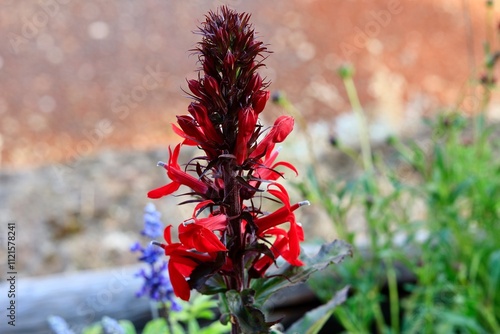 red flowers in the garden