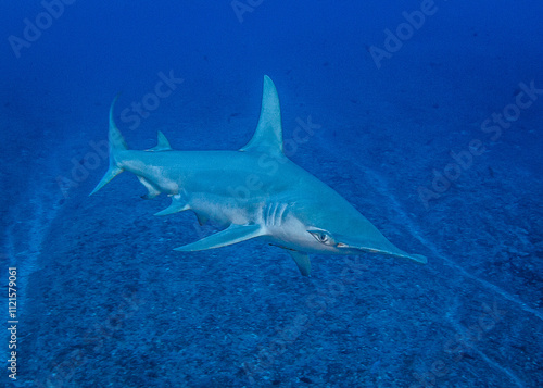 Hammerhead shark, French Polynesia