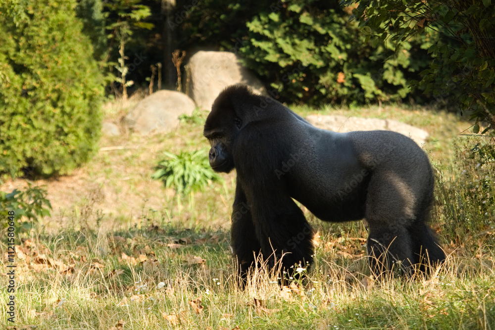 Gorilla. Big black gorilla. Mountain gorilla. Gorilla. Big black gorilla. Mountain gorilla.