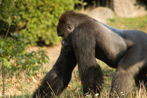 Gorilla. Big black gorilla. Mountain gorilla.