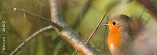 Robin bird, The European robin, Erithacus rubecula. Small cute bird sitting on a branch at sunset.