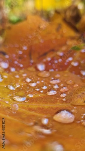 Water droplets on a vibrant autumn leaf, showcasing the beauty of nature in rich colors and textures. Vertical video. photo