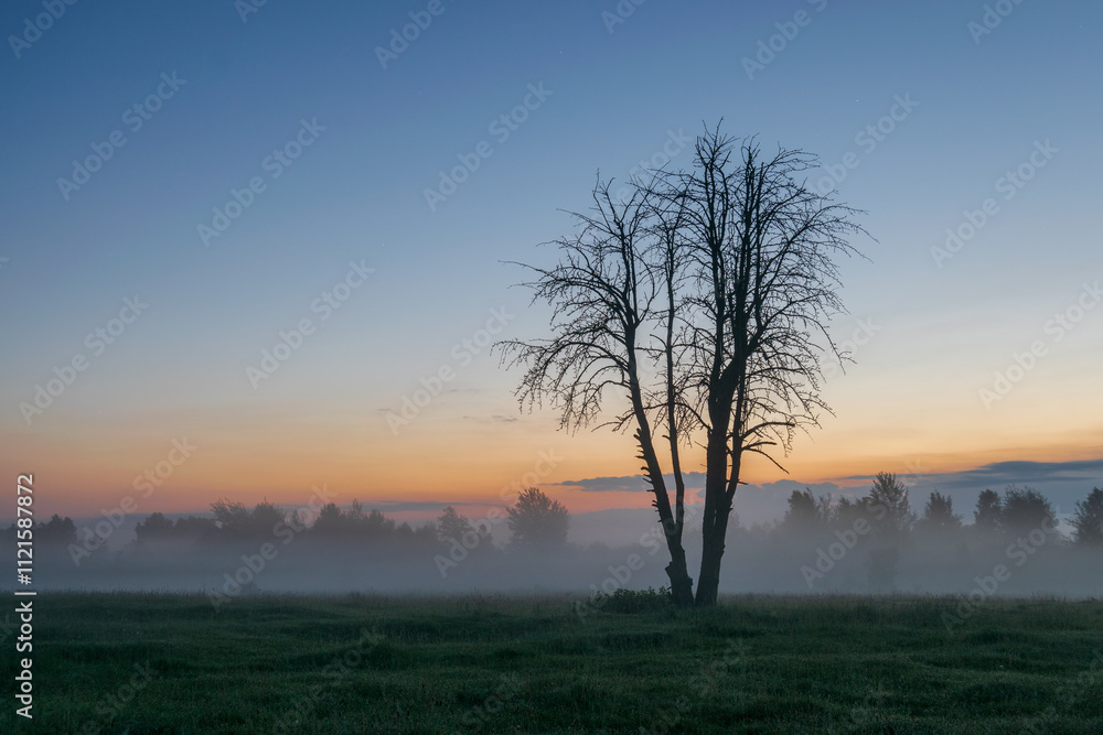 Naklejka premium tree in the fog