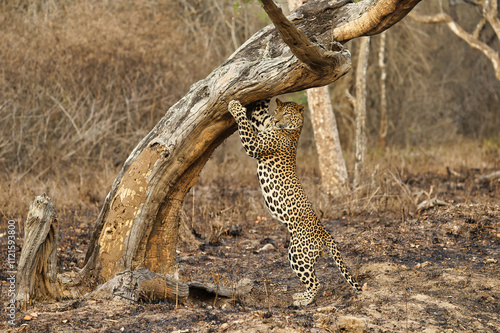 Canvas Print Leopard at Bandipur National Park or Tiger Reserve