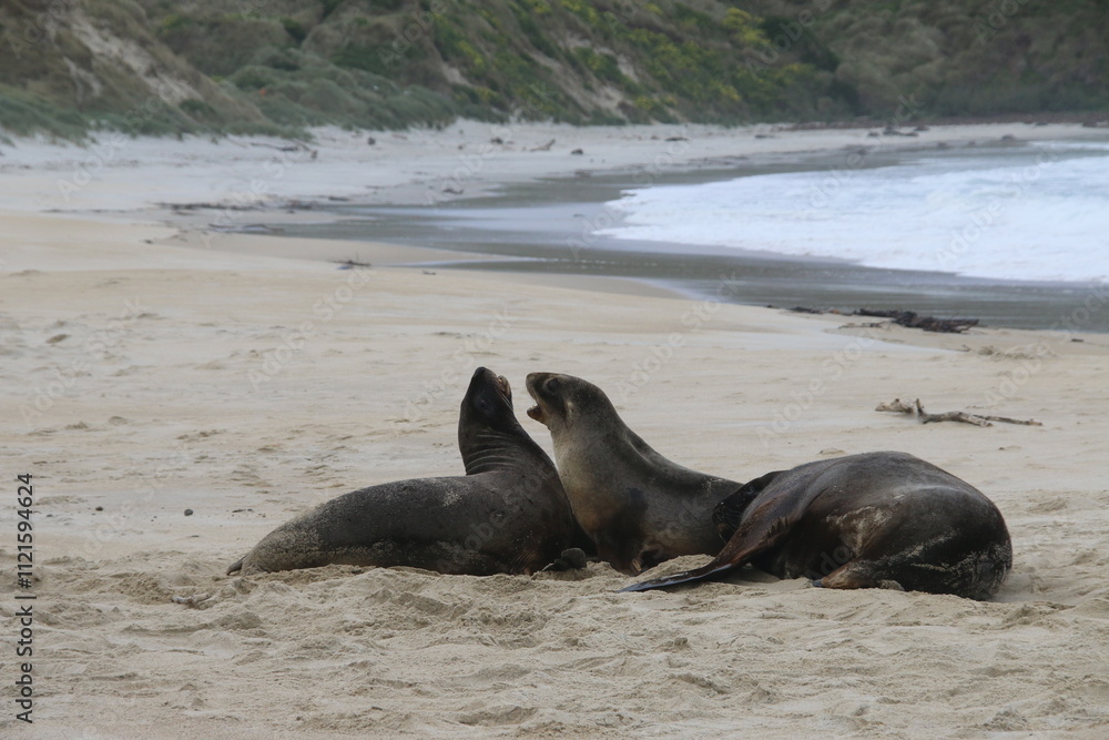 Fototapeta premium Lions de mer Peninsule Otago Dunedin Nouvelle Zélande
