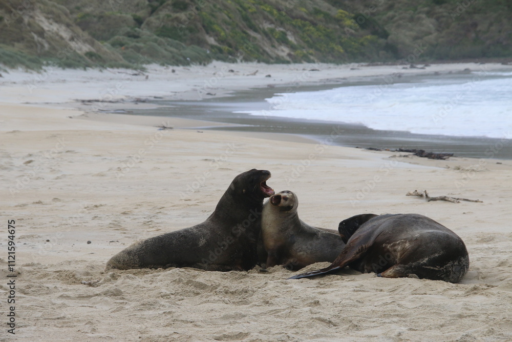 Fototapeta premium Lions de mer Peninsule Otago Dunedin Nouvelle Zélande