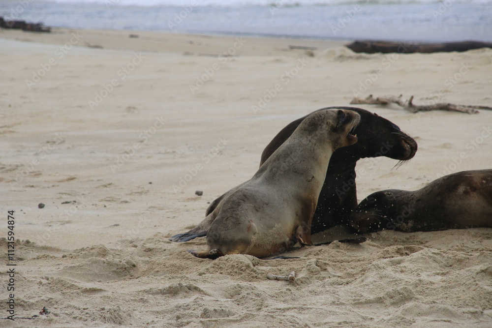 Fototapeta premium Lions de mer Peninsule Otago Dunedin Nouvelle Zélande