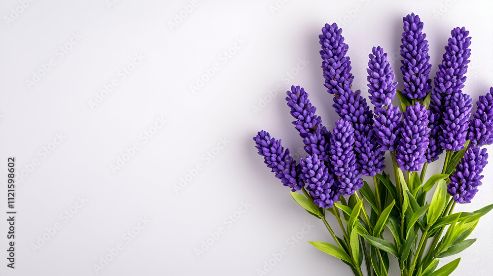 Obraz premium A vibrant bunch of purple lavender flowers against a light background, showcasing their rich texture and color.