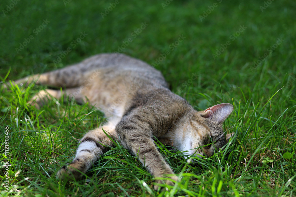 Adorable, gray, striped cat lying on the vivid, green lawn Adorable, gray, striped cat lying on the vivid, green lawn