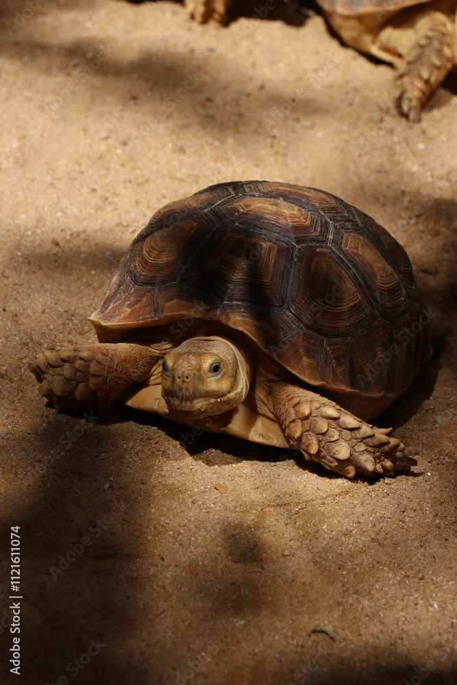 Obraz premium Brown turtle in the zoo