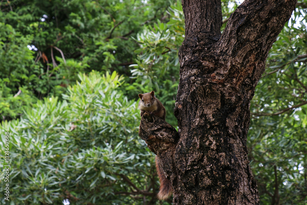 Fototapeta premium Squirrel in a tree