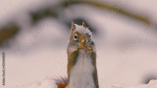 A small cute Red Squirrel fooking for food this winter after an overnight snow has fallen in Windsor in Upstate NY.  It is still Autumn but the snow is already on the Ground. photo