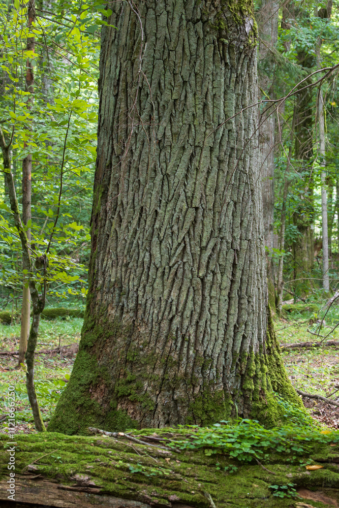Moss wraped broken english oak tree Moss wraped broken english oak tree