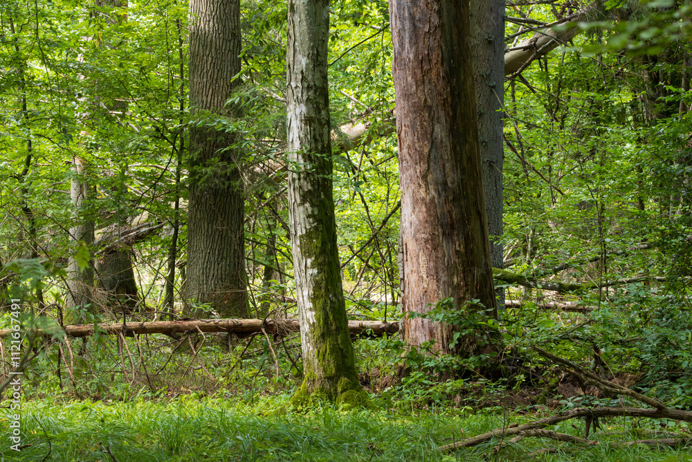 Autumnal natural deciduous forest