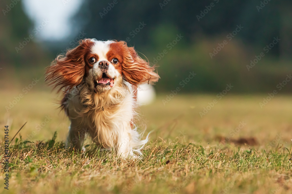 fmale king charles cavalier spaniel running on the grass, he's cute fmale king charles cavalier spaniel running on the grass, he's cute