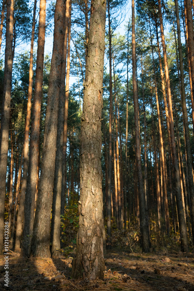 Obraz premium Tall Pine Trees in Sunlit Autumn Forest Landscape