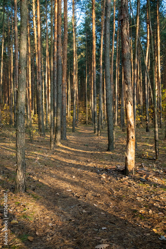 Tall Pine Trees in Sunlit Autumn Forest Landscape