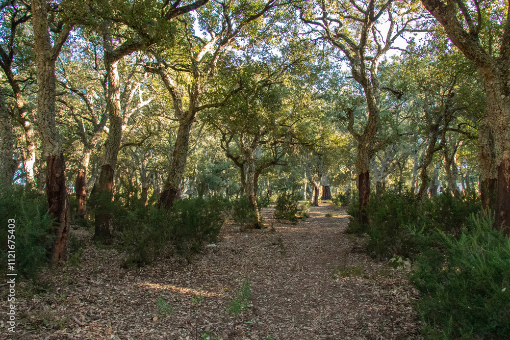 Landscape view oak grove Beni Metir, Jendouba, Tunisia Landscape view oak grove Beni Metir, Jendouba, Tunisia