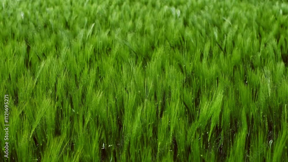 Close up view of vibrant green wheat field with dense, healthy crops swaying gently in sunlight, evoking peace and the promise of fruitful harvest Close up view of vibrant green wheat field with dense, healthy crops swaying gently in sunlight, evoking peace and the promise of fruitful harvest