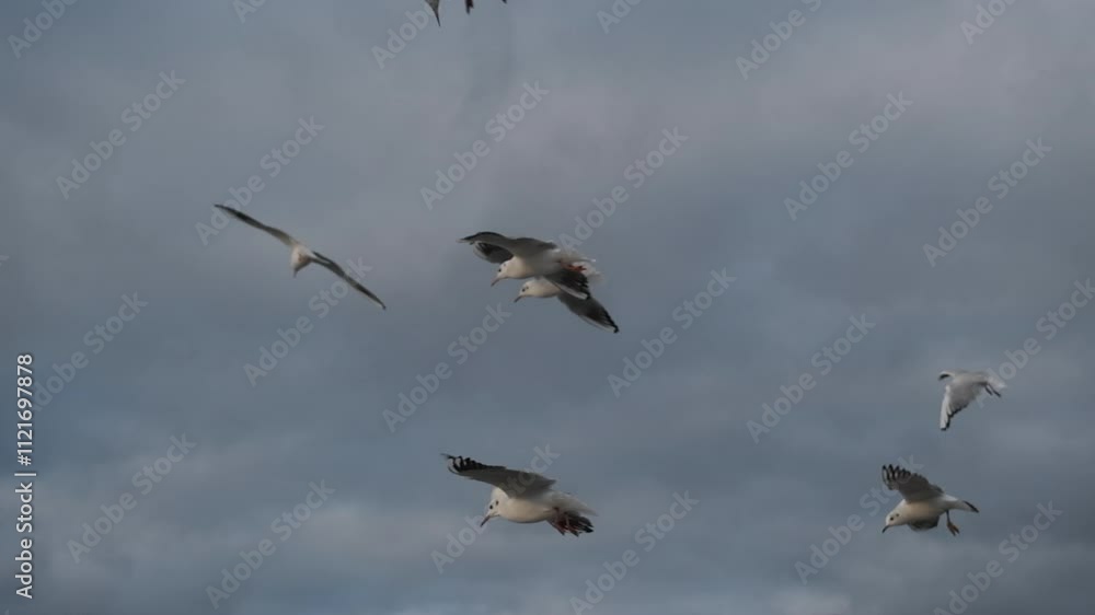 a flock of seagulls flying in the sky on a cloudy day a flock of seagulls flying in the sky on a cloudy day