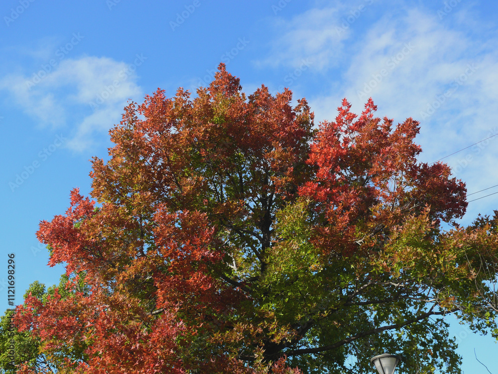スポーツ公園の紅葉