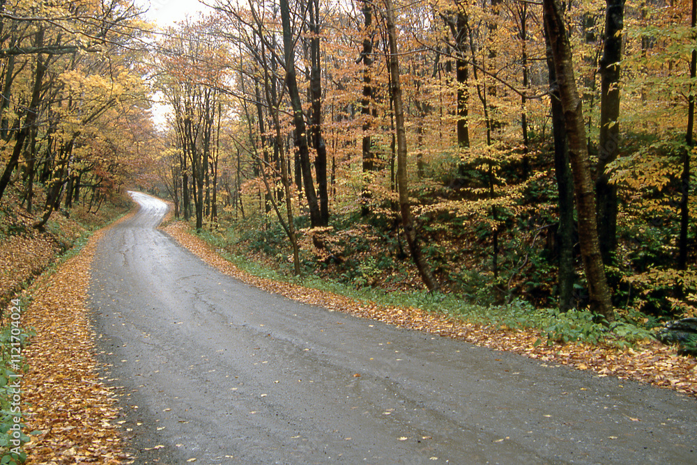 Fototapeta premium Winding Road Through Forest