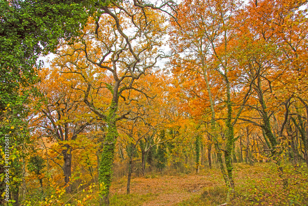 I Colori del bosco I Colori del bosco