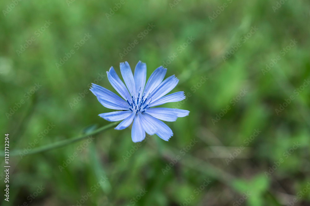 Cicoria selvatica, primo piano Cicoria selvatica, primo piano
