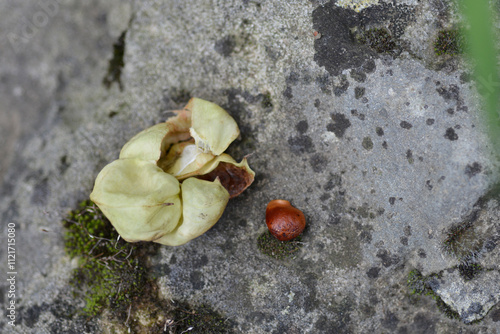 European bladdernut seed photo