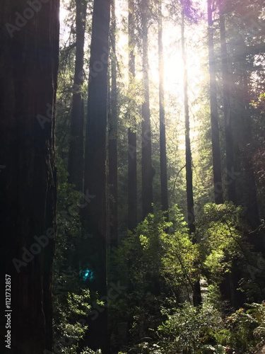 Muir Woods in Sunlight