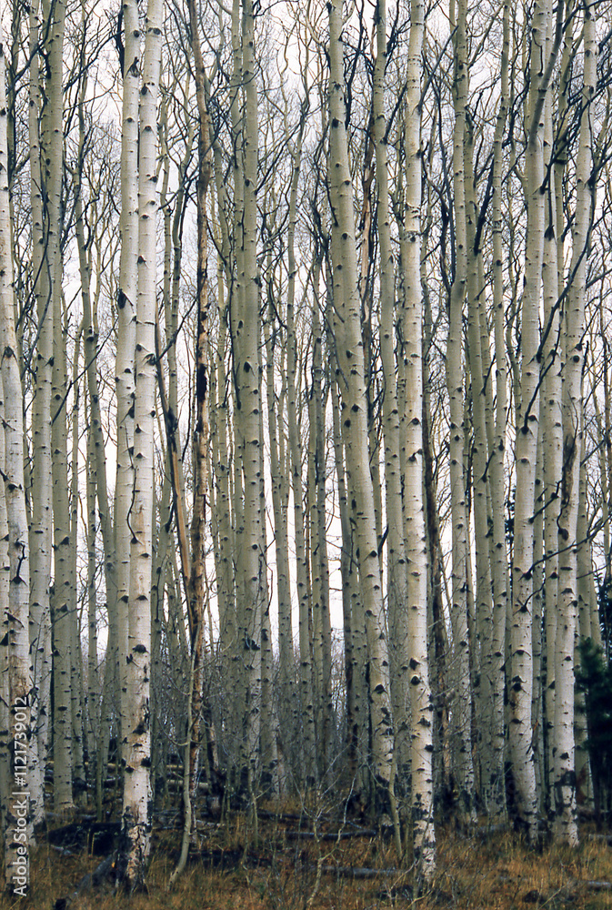 Obraz premium Winter Aspen Forest