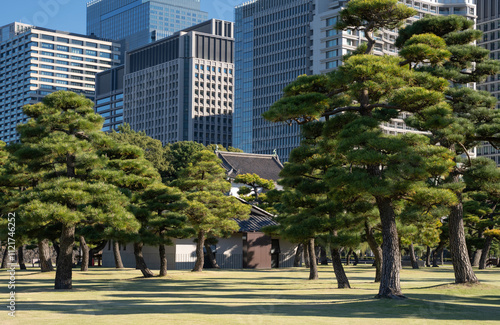 Pine trees in outer garden Imperial Palace with high building skyscrapers background, Tokyo, Japan. photo